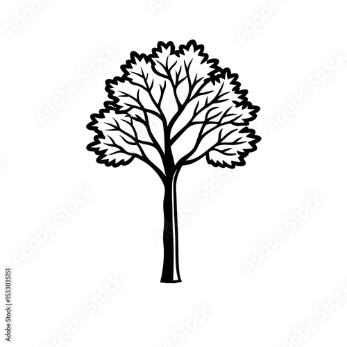 Tall Ash Tree Black and White Illustration Compound Leaves Slender Trunk