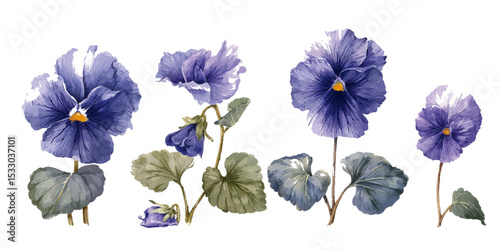 African violet (Saint-paulia ionantha) with beautiful flowers details. flowering colorful pansies in the garden