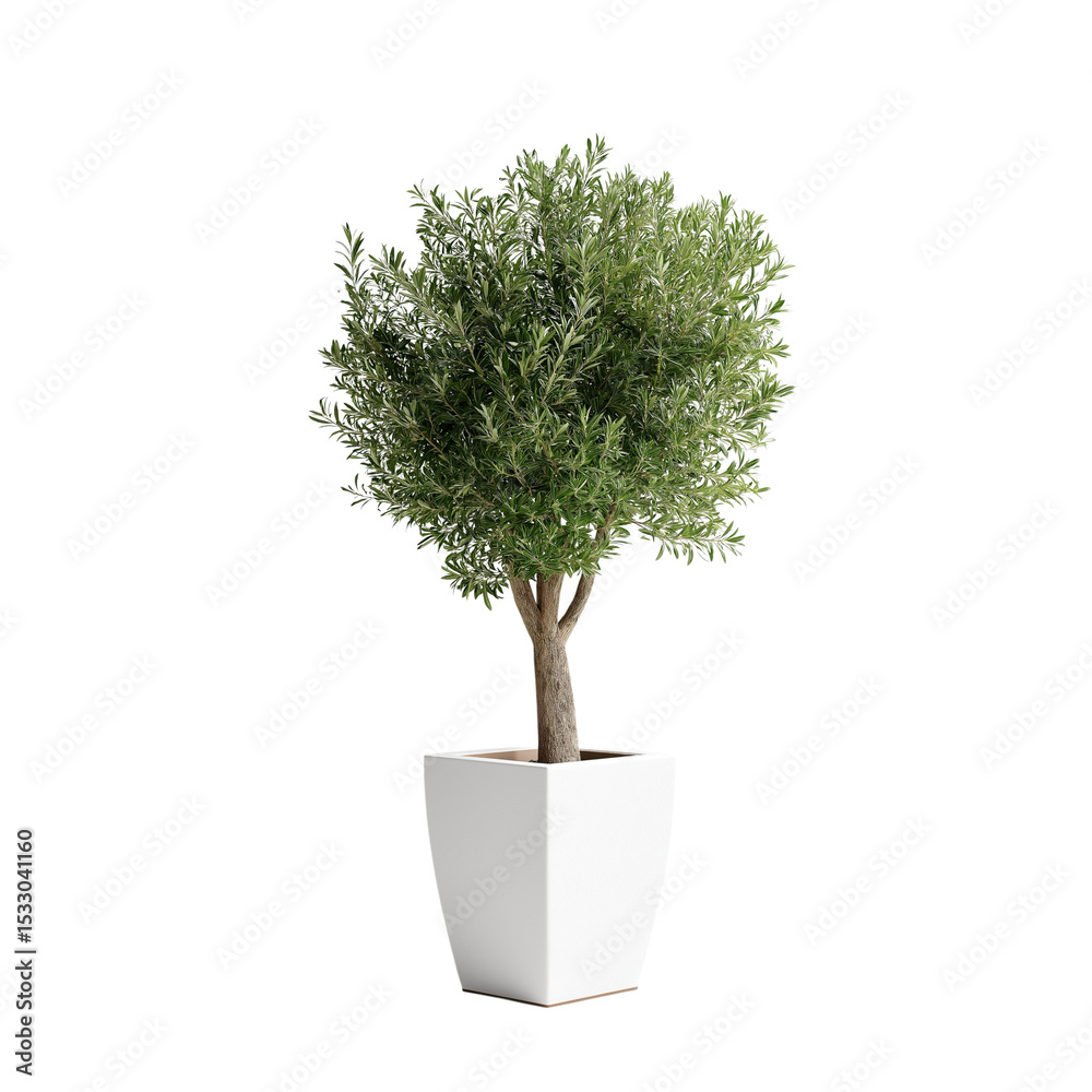 Obraz premium isolated cutout olive tree in pot, best use for landscape or interior design , best use for post production render 