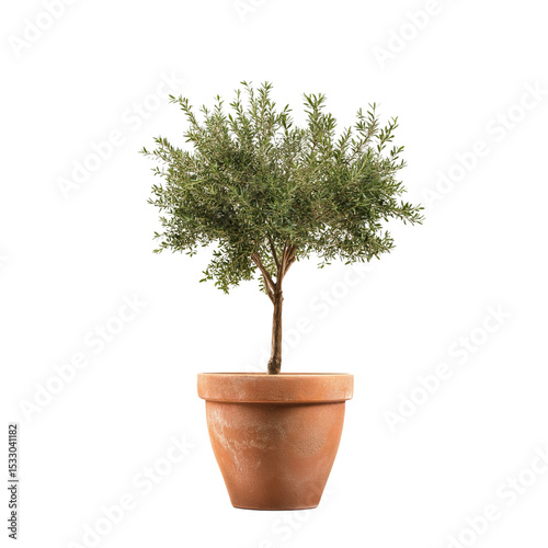 isolated cutout olive tree in pot, best use for landscape or interior design , best use for post production render 