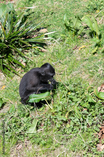 Photo of a baby Sulewesi crested macaque (macaca nigra) eating vegetation