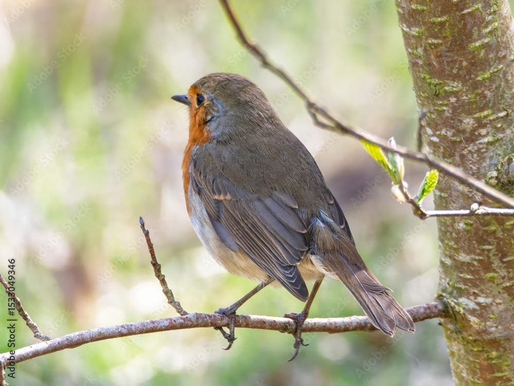 Fototapeta premium Robin (Erithacus rubecula) woodland background, bird a British European garden songbird with a red or orange breast often found on Christmas cards, sitting sitting on branch tree.