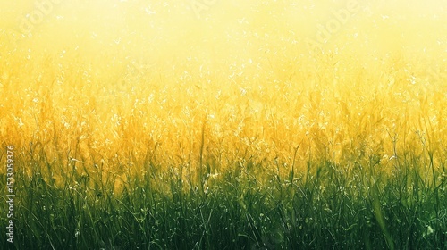 Sunlit Grass Field with Warm Golden Glow — Vibrant Nature Background for Relaxation, Travel, and Environmental Themes