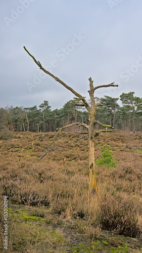 Dead tree in a heath landscape in the flemish countryside nearKalmthou. 