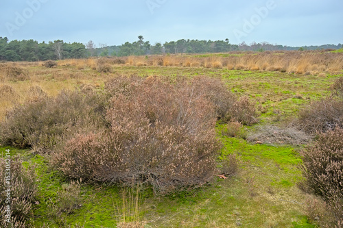 Brown common heather plants and green moss in winter - Calluna vulgaris 