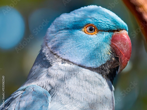 Blue Ring-necked Parakeet, Psittacula krameri, Vibrant Blue Indian Ringneck Parakeet on a Branch in Lush Greenery, Sitting on Thin Branch with Blurred Foliage