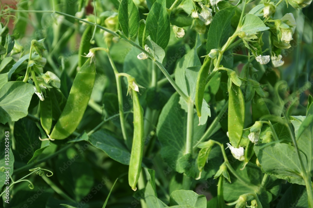 Garden pea pods on green vines. Green pea pods hanging on healthy vines in a vegetable garden. Full of freshness and organic texture. Garden pea pods on green vines. Green pea pods hanging on healthy vines in a vegetable garden. Full of freshness and organic texture.