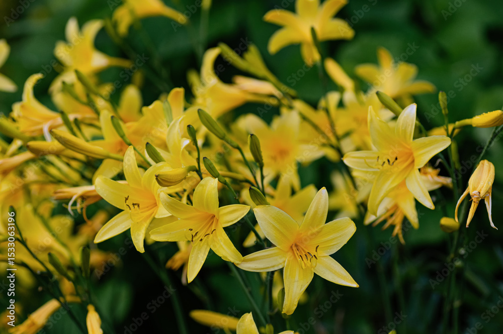 yellow daylily, hemerocallis, blooming perennial in summer garden yellow daylily, hemerocallis, blooming perennial in summer garden