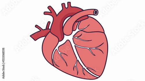 Stylized Anatomical Heart Illustration with Vessels and Veins