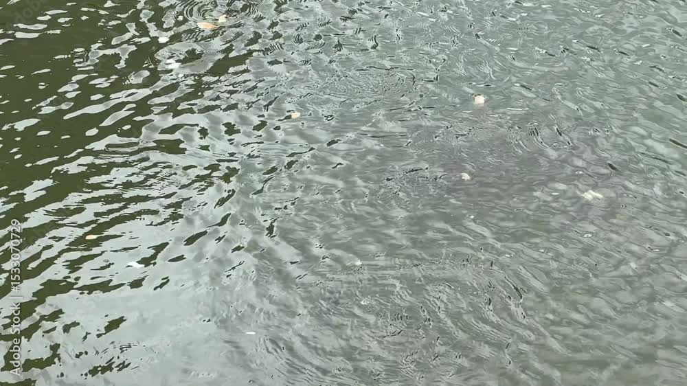 Fish eat a piece of bread that floats in a pond in the summer. Hungry fish. City pond. Fish eat a piece of bread that floats in a pond in the summer. Hungry fish. City pond.