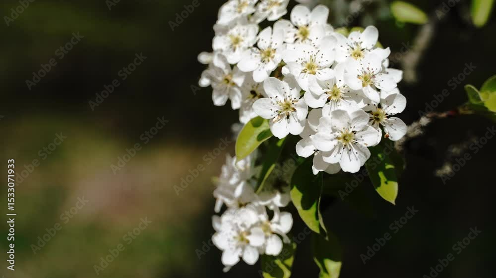 White large inflorescence of pear flowers. Close-up of a branch in the garden on a dark background. White large inflorescence of pear flowers. Close-up of a branch in the garden on a dark background.