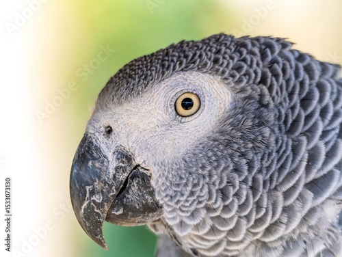 African gray parrot featuring intricate gray feather details and a striking profile against a soft, muted background.