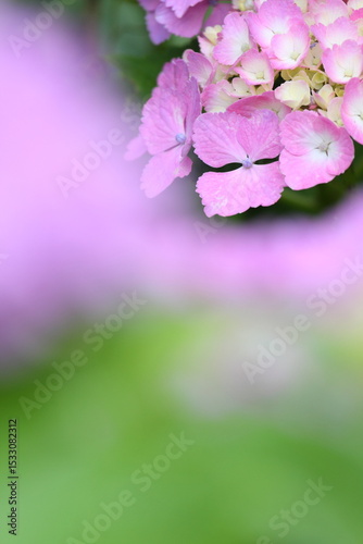 ピンクの紫陽花のクローズアップ