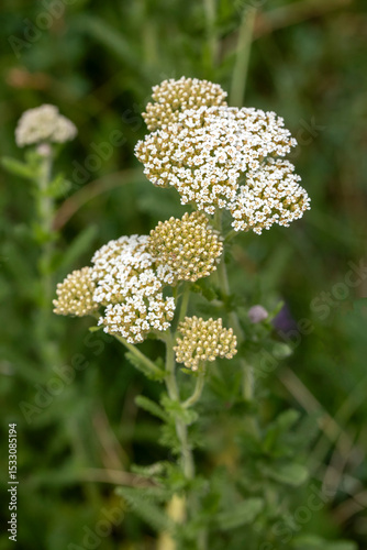Yarrow (Achillea millefoliu...