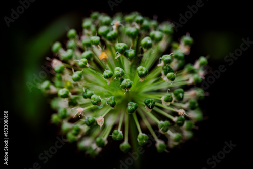 Macro shot of a blooming clematis flower with purple stamens and soft pink petals.