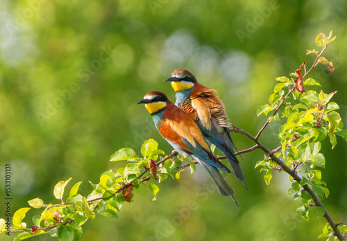 Two vividly feathered bee-eaters perched together on a summer tree