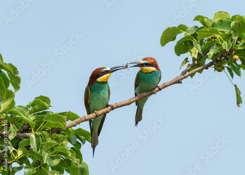 Bee-eater passing an insect care and partnership in nature