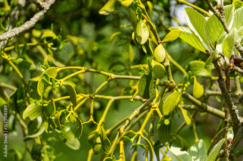 Green parasitic mistletoe spouts on a tree trunk	