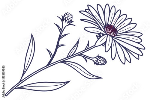 Elegant Aster Flower White Background