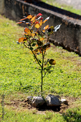 Rosa glauca, red-leaved rose or redleaf rose, features upright stems with copper-red and green leaves, planted among stones on a grassy lawn, valued for drought resistance and striking foliage. photo