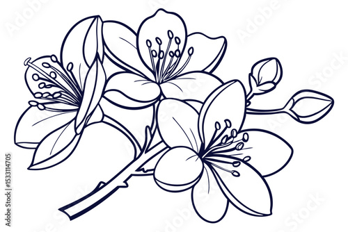 Minimal Jasmine Bloom Illustration
