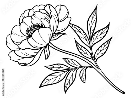 Peony Botanical Art Illustration White