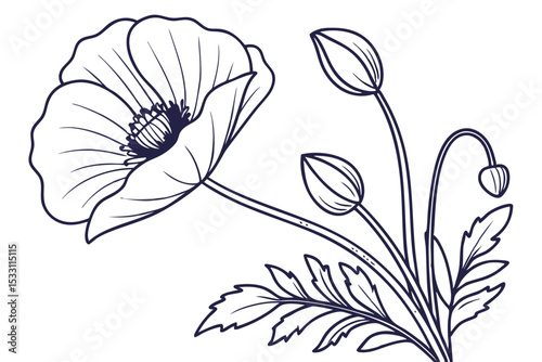 Simple Poppy Flower White Background
