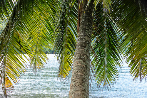 Wallpaper Mural Palme de cocotier tombant sur la Baie d'Opunohu sur l'île de Mo'orea en Polynésie Torontodigital.ca