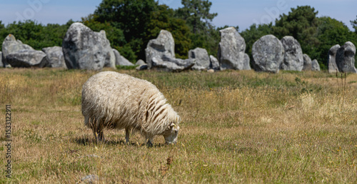 Gros plan sur un mouton dans les menhirs de Carnac. photo