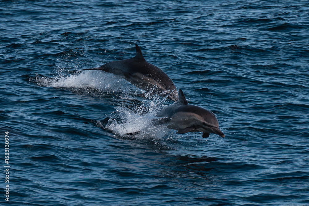 Fototapeta premium dolphin