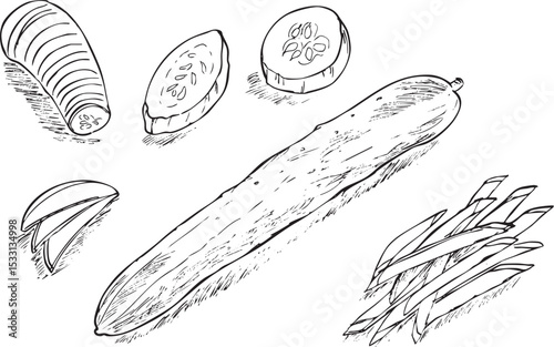 キュウリ　丸ごと・カット　手描き線画