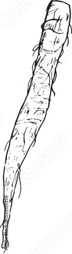 ごぼう　手描き線画