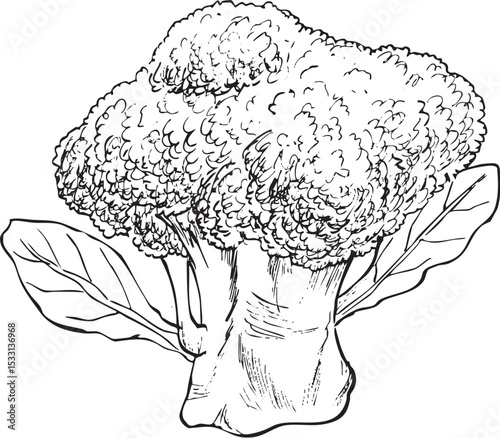ブロッコリー丸ごと　手描き線画