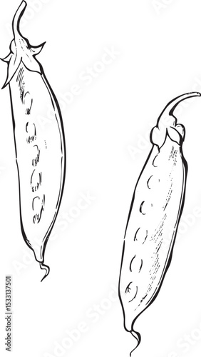 さやえんどう　手描き線画