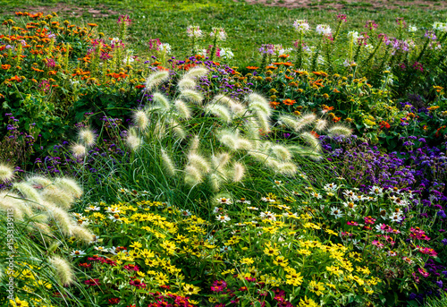A beautiful densely planted garden with various plants and flowers such as Dwarf Fountain Grass, Floss Flower, Zinnia, Spider Flower and Mexican Sunflower.