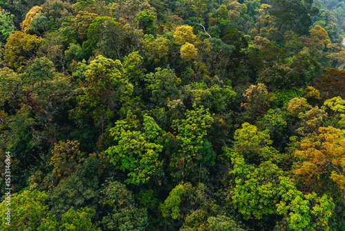 Fototapeta Naklejka Na Ścianę i Meble -  Aerial top view of green forest lush jungle in Vietnam