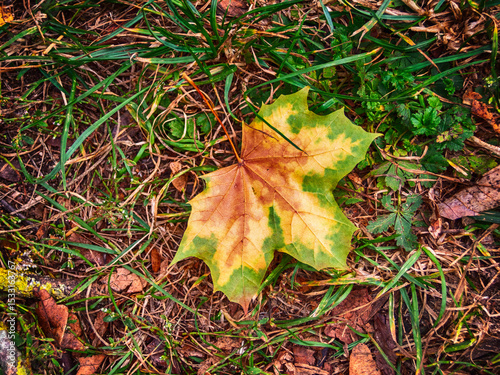 Multicolored fallen leaf