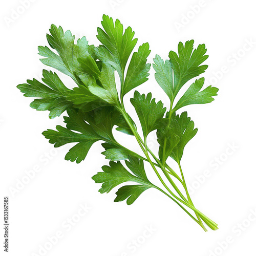 Fresh green parsley sprigs isolated on a transparent background