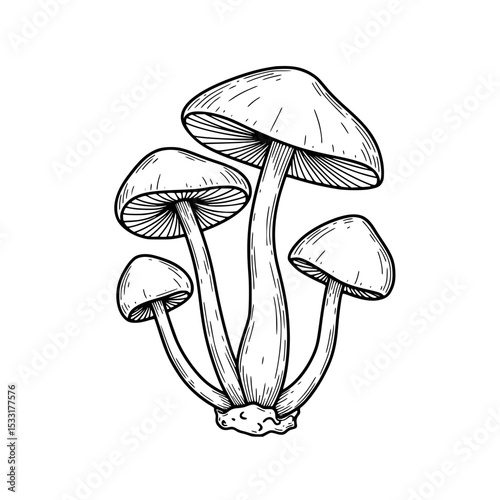 Group of Honey Fungus illustrated in detailed black and white style  