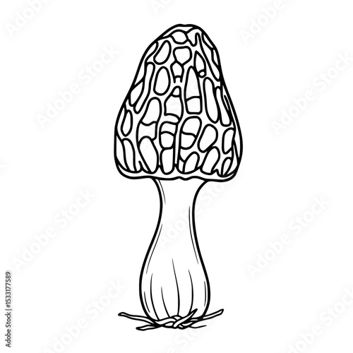 Line drawing of a morel Morel with detailed texture on white background  