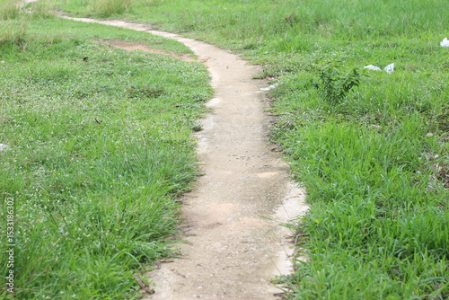 Walkway in the green lawn garden