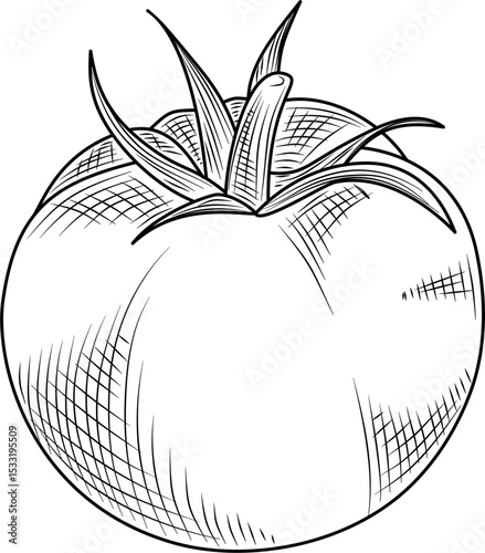 Whole tomato with stem hand drawn ink sketch vector