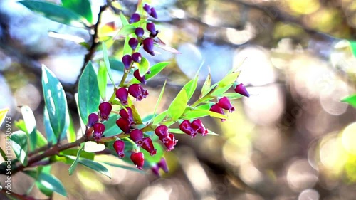 Vaccinium varingifolium (Cantigi ungu, cantigi gunung, manisreja, delima montak). This plant is still related to bilberry, huckelberry, blueberry, cranberry