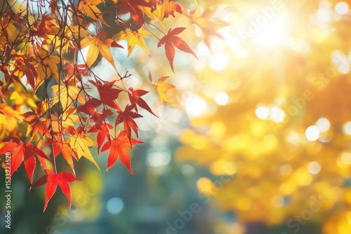 Autumn leaves, sunlit branches photo