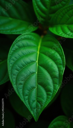 Intricate leaf veins, rich emerald tones, stark contrast, greenery, macro, bright