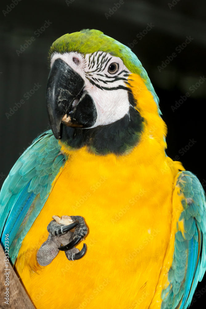 Fototapeta premium Portrait of a blue and yellow Macaw at the Ferndale Wildlife Park, Australia_20101216_04763