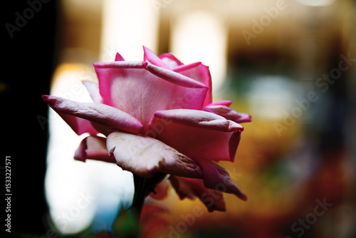 Quadro su tela Rosa com pétala cor de rosa.