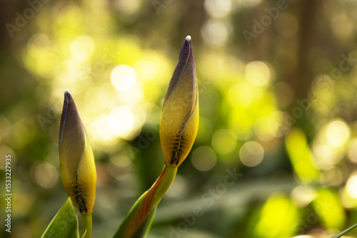 Íris Andante, Íris-da-praia ou Baririçó, são os nomes dados a essa flor encontrada na região Sul do Brasil.
