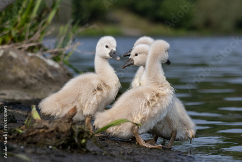 Fototapeta Naklejka Na Ścianę i Meble -  swans on the lake