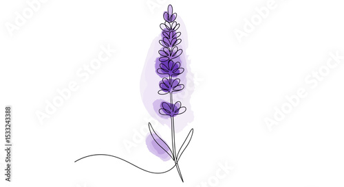  Purple Lavender – one line doodle drawing with watercolor fill, minimalistic vector illustration on white background